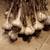 Garlic 2 thumbnail
