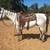 5yo Grade Gelding 2 thumbnail