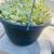 Hanging plants 12 inch pots 2 thumbnail