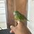 Canary wing 1 thumbnail