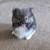 Pomeranian 2 thumbnail
