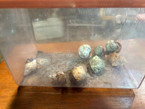 Hermit crabs 1