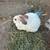 4 giant felamle rabbits 1 thumbnail