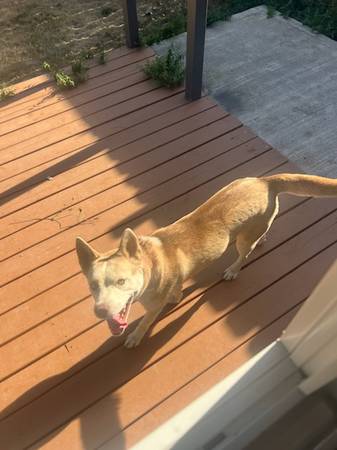 3y/o red female Husky needs home (Gresham)63842374623363123