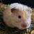 Long hair hamster 1 thumbnail