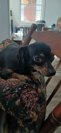 Rehoming 2 /supposedly/ purebred Chihuahuas (Sioux falls)63905443209091123