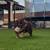 Chocolate tri english bulldog 5 thumbnail