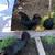 Chicks ayam cemani 2 thumbnail
