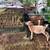 Nigerian pigmy goat wether hazel eyes 1 thumbnail