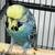 English Budgies / Parakeets 3 thumbnail