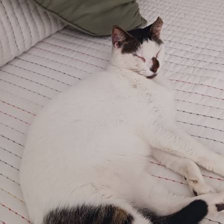 Lost Cat603360242393436161