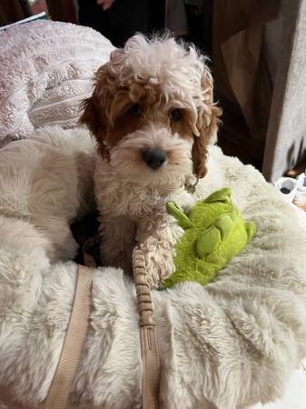 Cockapoo 1