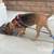 Bloodhound helps look for lost pets 2 thumbnail