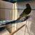 14 week old green cheek conure 3 thumbnail