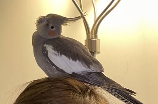 Cacatúa perdida (Tudor Village, Ozone Park, NY)