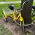 Tricycle adult size 6 thumbnail