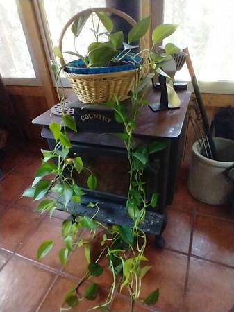 Houseplant 1