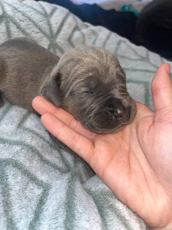 Cane corso puppy for rehoming (Female) Blue (Amity)63902986995971124