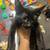 Small Black Kitten 2 thumbnail