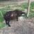 Sheep- Katahdin Hair Sheep 8 thumbnail