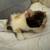 Persian Ragmuffin mix kitten Female 12 thumbnail