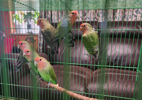 Lovebirds $55 cada uno63859316267521120