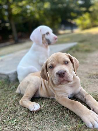 Mastiff puppy needs rehoming (Atlanta)63922481501699120