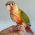 Conures 1 thumbnail