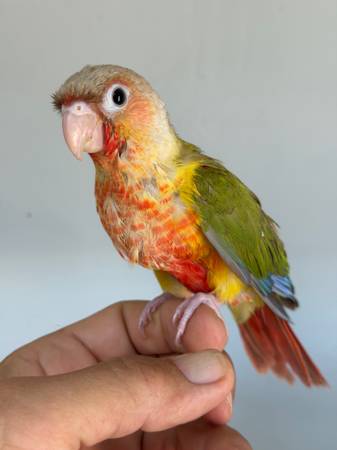 Conures 1