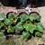 Gardening stuff - tools, bin, soil, mesh, plants, grow bag, leaf bags 2 thumbnail