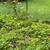 Red Oak saplings 1 thumbnail