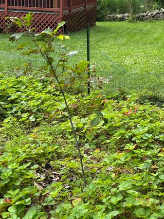 Red Oak saplings 1