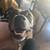 $40 small dog pack walk, $50 medium dog pack walk, $65 big dog pack 3 thumbnail