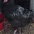 Chicks,  fully feathered, chicks and chickens 2 thumbnail