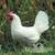 Leghorn Laying Hens (laying now) 2 thumbnail