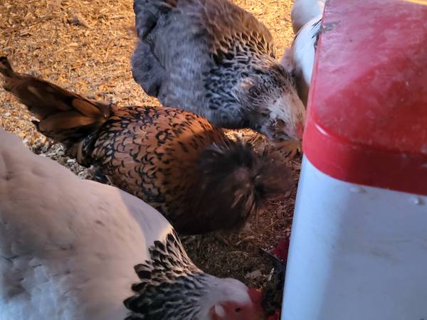Chickens 1
