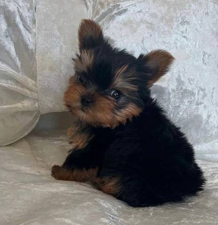 Yorkiepuppylooking 1