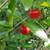Jaboticaba Fruiting Trees and other fruit trees 11 thumbnail