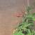 Crested geckos- 3 young unsexed 6 thumbnail