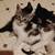 Kittens to good home approx 8 weeks old 1 thumbnail