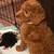AKC standard poodles 5 thumbnail