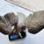 Large Vintage Cast Brass Eagle on stone Sculpture 7 thumbnail
