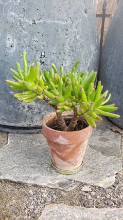 established succulent 1