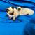 Seal Point Siamese Kittens 1 thumbnail
