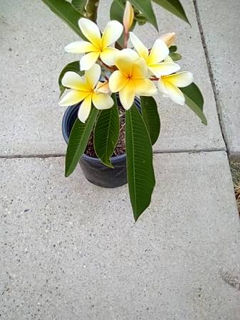 Plumeria 1