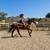 Beginner Safe, Bombproof Clydesdale Horse for Sale 9 thumbnail