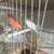 Canaries 4 thumbnail