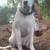 Bull dog puppy 2 thumbnail