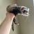 Small Ferret 2 thumbnail