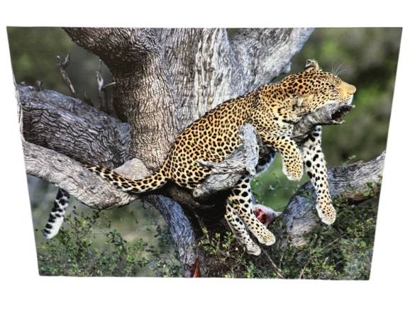 African Leopard 31” photo Print On Metal Sheet 1